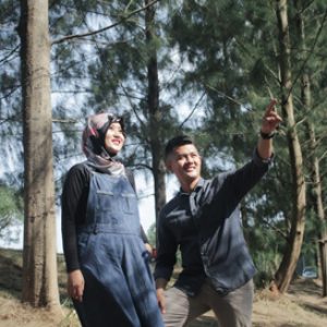 pohon pinus