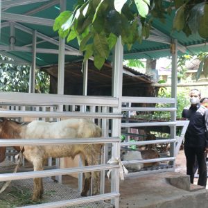 Peternakan Kambing